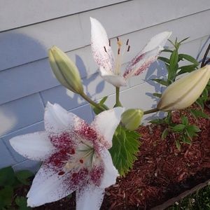 Meet your Posher, Trisha